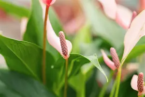 anthurium lilli