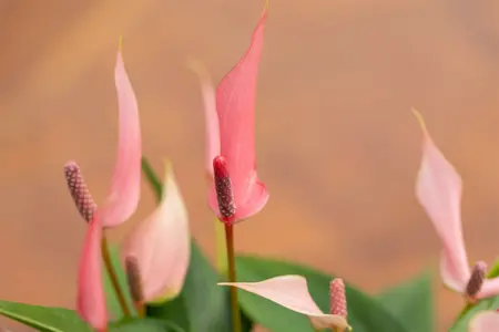 anthurium lilli - afbeelding 4