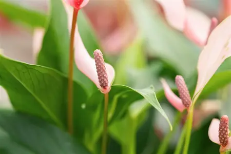 anthurium lilli - afbeelding 1