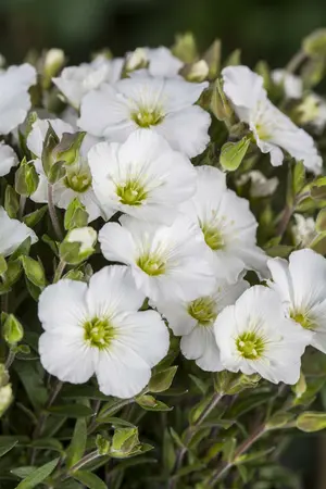 arenaria montana - afbeelding 5