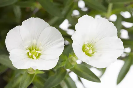 arenaria montana - afbeelding 1