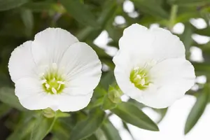arenaria montana - afbeelding 1