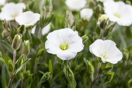 arenaria montana - afbeelding 2