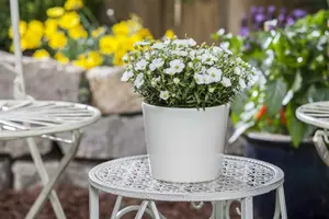 arenaria montana - afbeelding 3