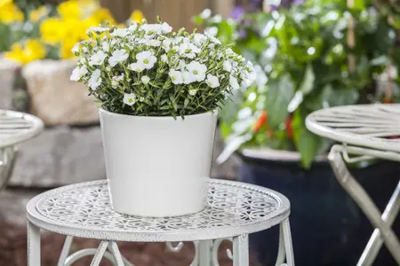 arenaria montana - afbeelding 4