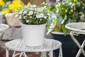 arenaria montana - afbeelding 4