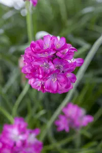 armeria maritima - afbeelding 2