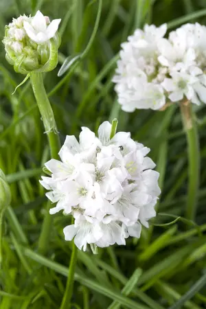 armeria maritima - afbeelding 1