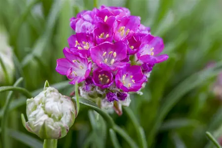 armeria maritima - afbeelding 5