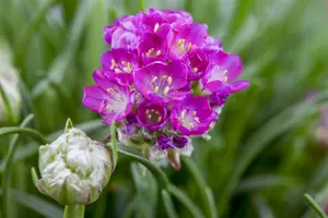 armeria maritima - afbeelding 5