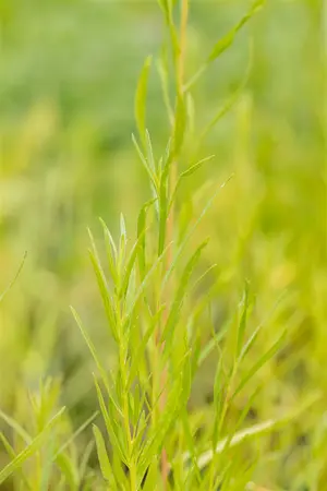 artemisia drac.  senior - afbeelding 5