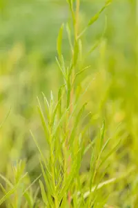 artemisia drac.  senior - afbeelding 5