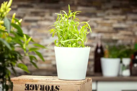 artemisia drac.  senior  - afbeelding 4