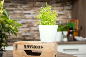 artemisia drac.  senior - afbeelding 3