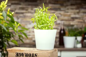 artemisia drac.  senior - afbeelding 4