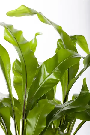 asplenium - afbeelding 1