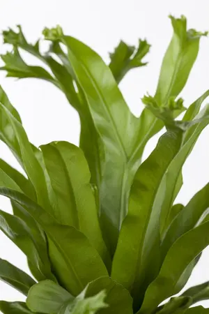 asplenium - afbeelding 5