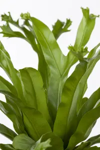 asplenium - afbeelding 5