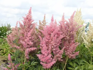 astilbe (j) rheinland