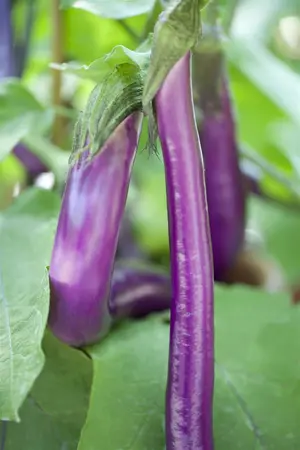 aubergine - afbeelding 1