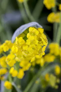 aurinia saxatilis - afbeelding 2