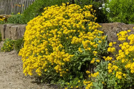 aurinia saxatilis - afbeelding 3