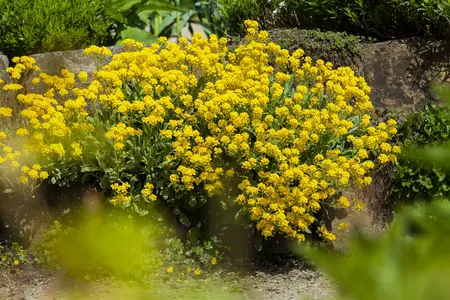 aurinia saxatilis - afbeelding 5