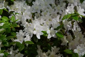 azalea (j) schneewitchen
