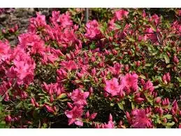 azalea jap. gorbella