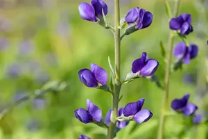 baptisia australis