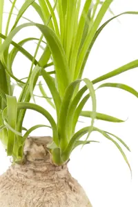 beaucarnea recurvata