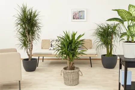 beaucarnea recurvata - afbeelding 5