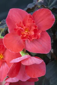 blad 3 - afbeelding 5