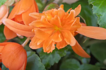 blad 2 - afbeelding 3