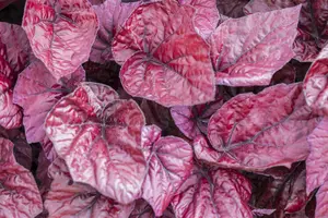 blad 3 - afbeelding 1