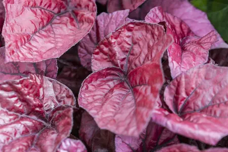 blad 3 - afbeelding 2