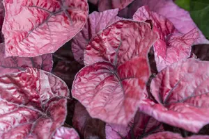 blad 3 - afbeelding 2