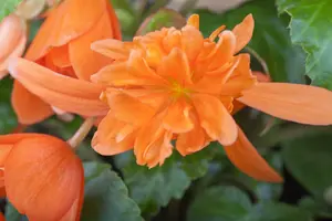 blad 3 - afbeelding 3