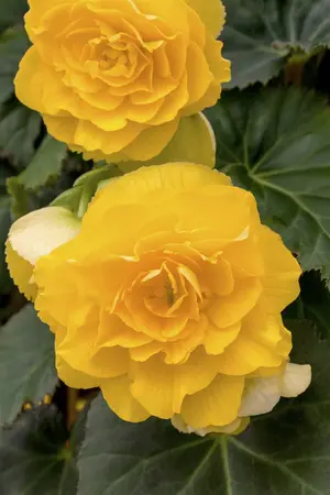 begonia nonstop