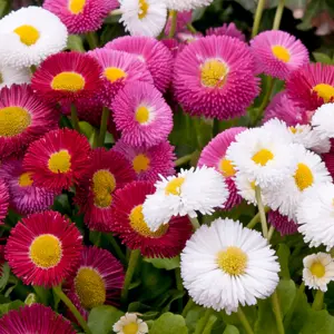 bellis