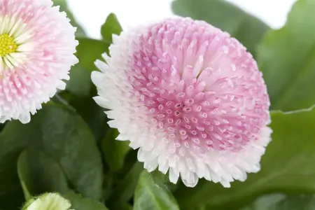 bellis perennis - afbeelding 2
