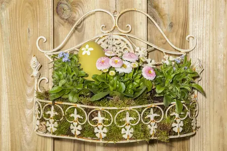 bellis perennis - afbeelding 4