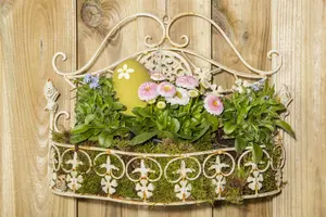 bellis perennis - afbeelding 4