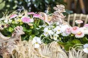 bellis perennis - afbeelding 5