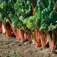 beta vulgaris bright lights