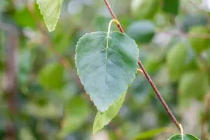 betula utilis jacquemontii