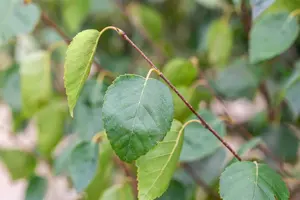betula utilis jacquemontii - afbeelding 4