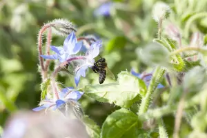 borago officinalis - afbeelding 1