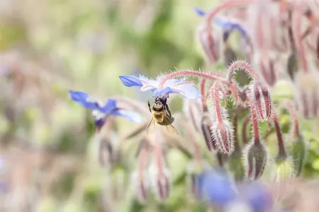 borago officinalis - afbeelding 2