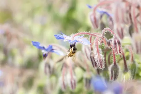 borago officinalis - afbeelding 3